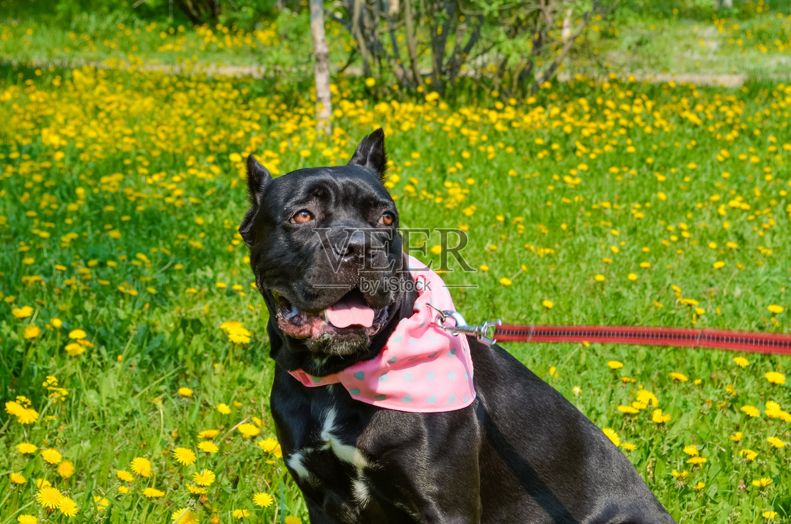 肖像的一个美丽的黑狗女性的意大利甘蔗Corso品种照片摄影图片