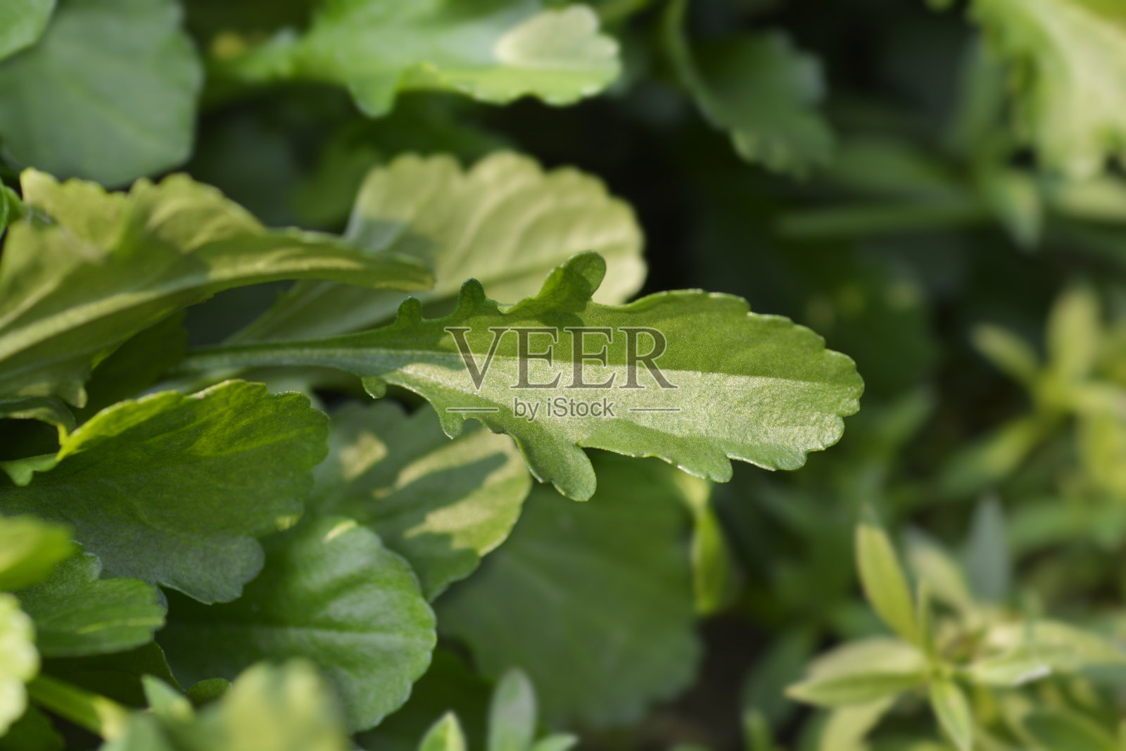 沙斯塔雏菊照片摄影图片