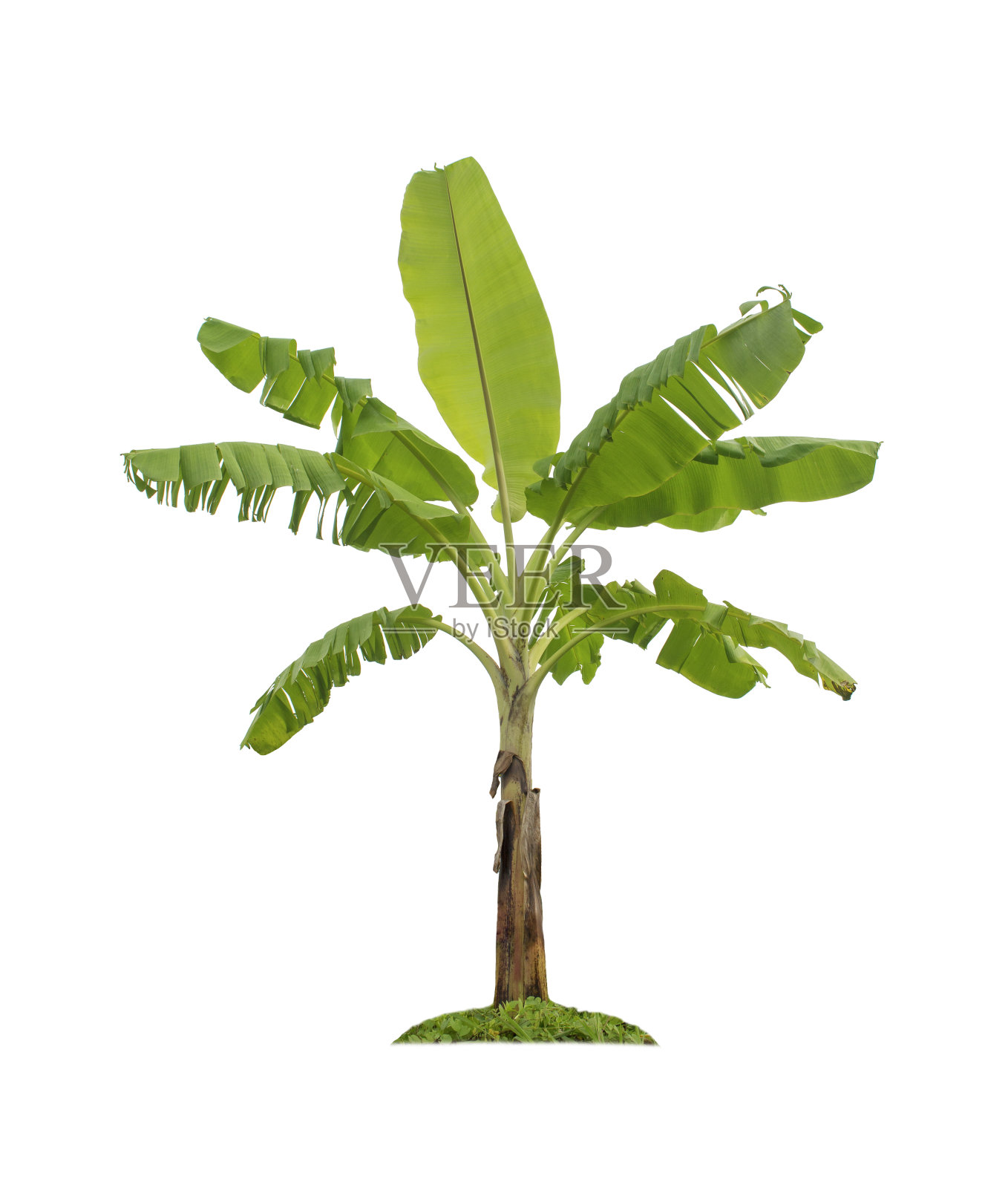 香蕉树孤立在白色背景与修剪路径的花园设计。照片摄影图片