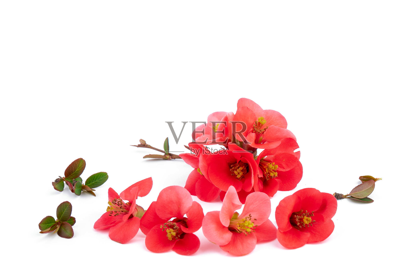 白底上开花的日本木瓜。照片摄影图片