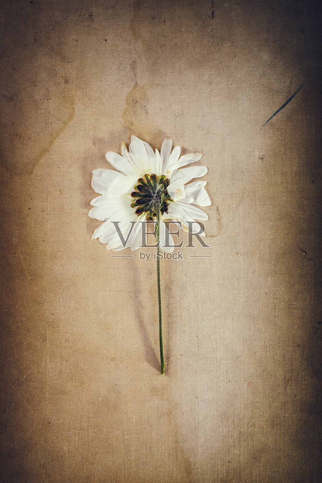 植物标本室的干花枝照片摄影图片