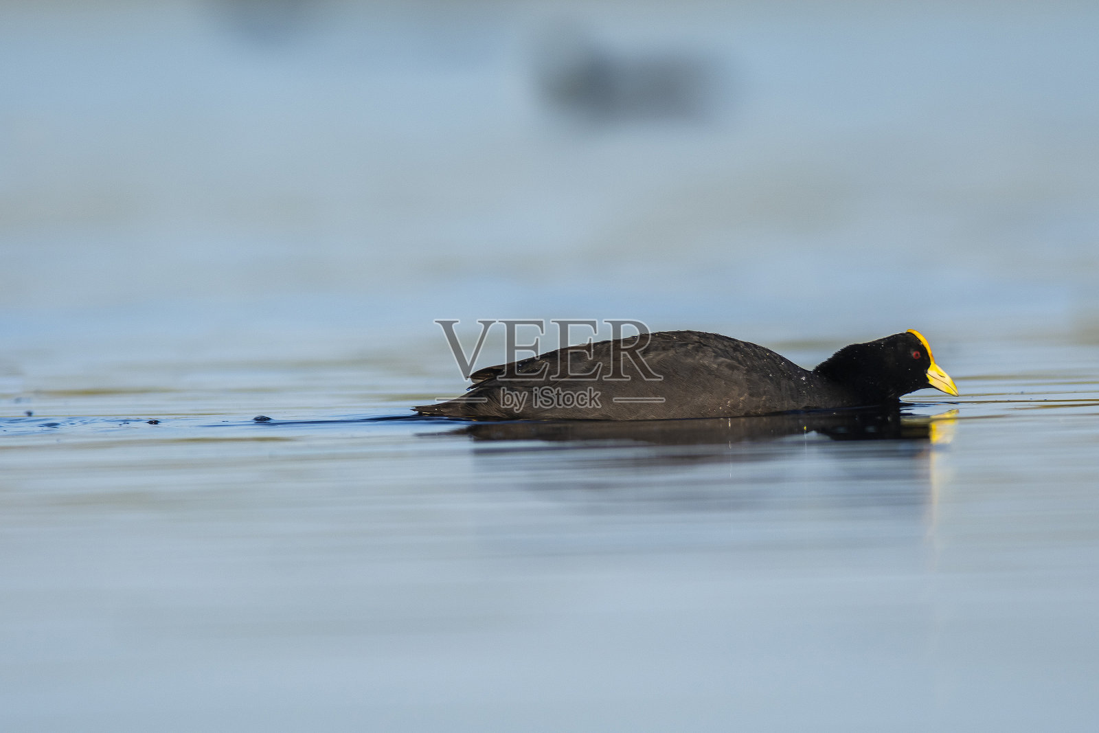 白翅白骨顶,阿根廷巴塔哥尼亚拉潘帕省。照片摄影图片