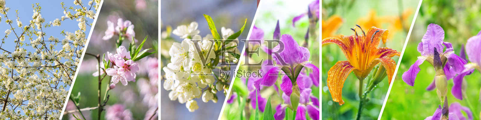 春天的花朵拼贴画。各式各样的花。旗帜,照片与广泛的全景照片摄影图片