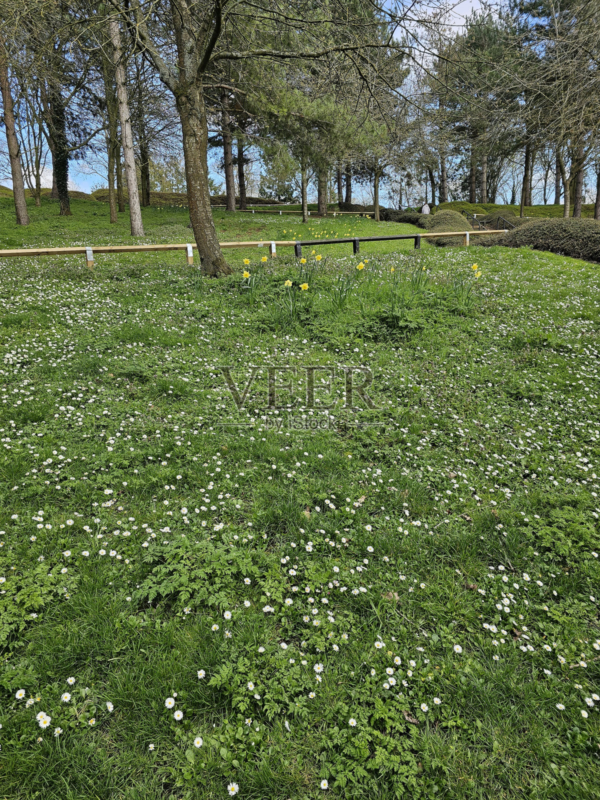 春天照片摄影图片