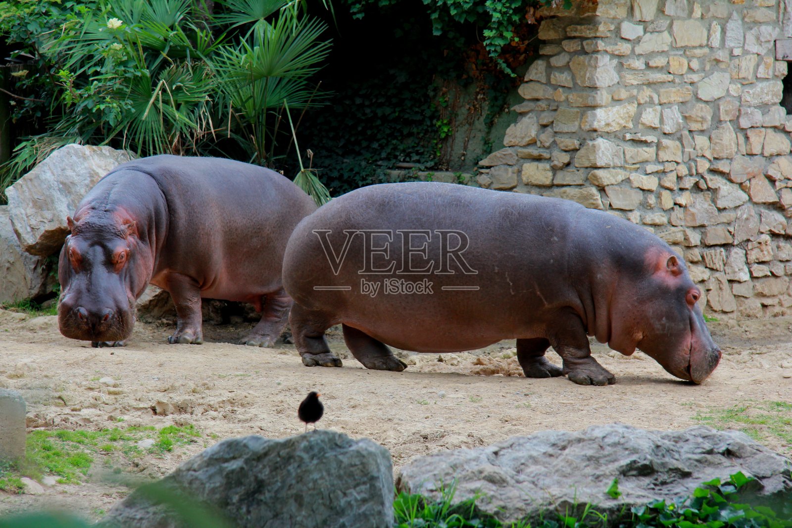 动物园里的河马照片摄影图片