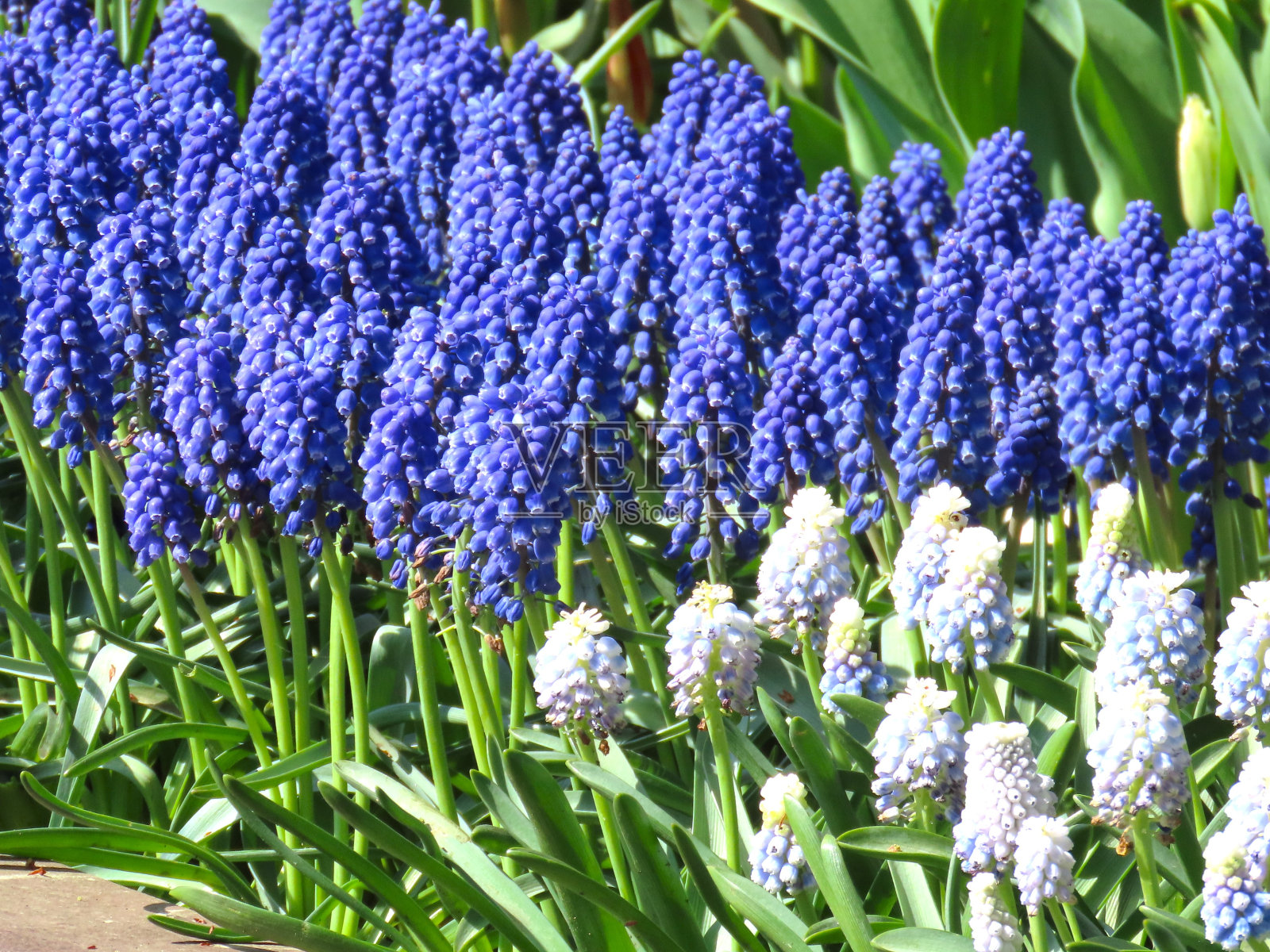 Muscari照片摄影图片