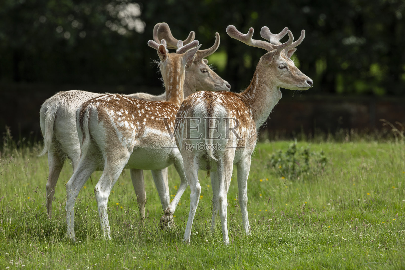 野鹿,大妈,大妈。照片摄影图片