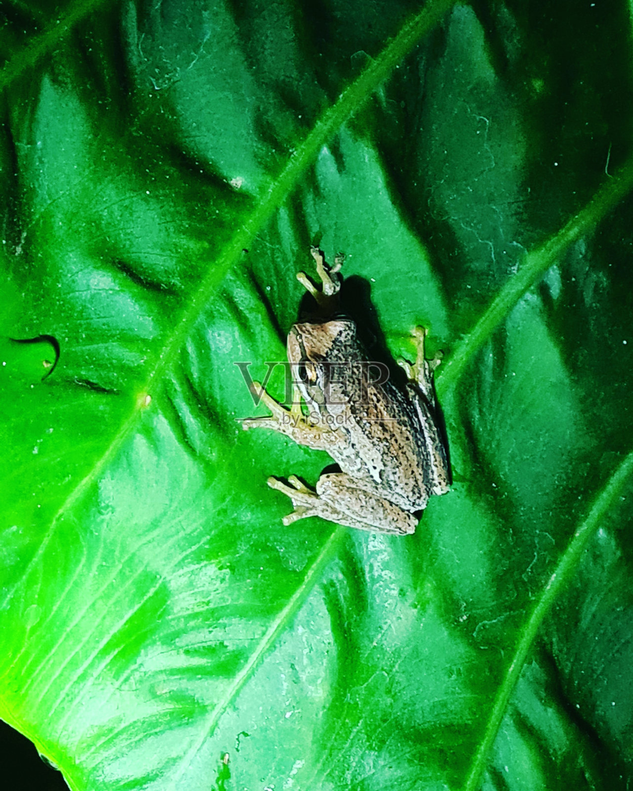 野生动物照片摄影图片