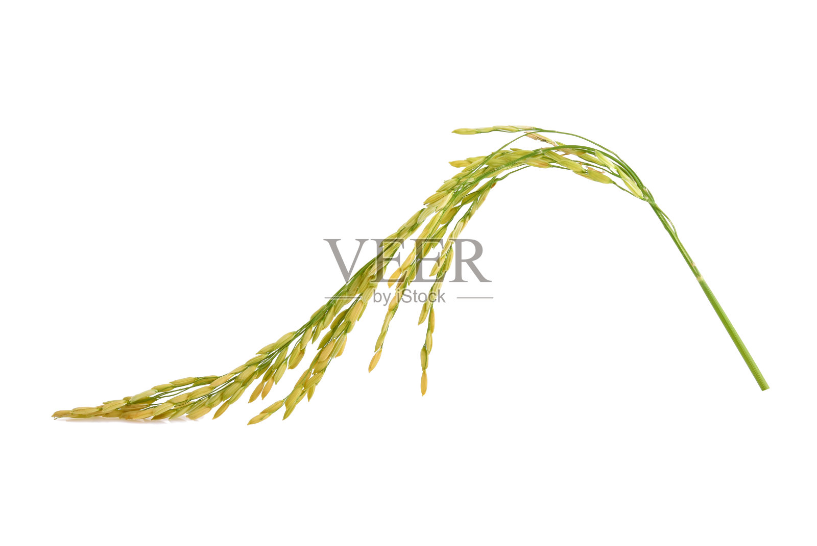 帕迪被隔离在白色背景上。(泰国茉莉花米)照片摄影图片