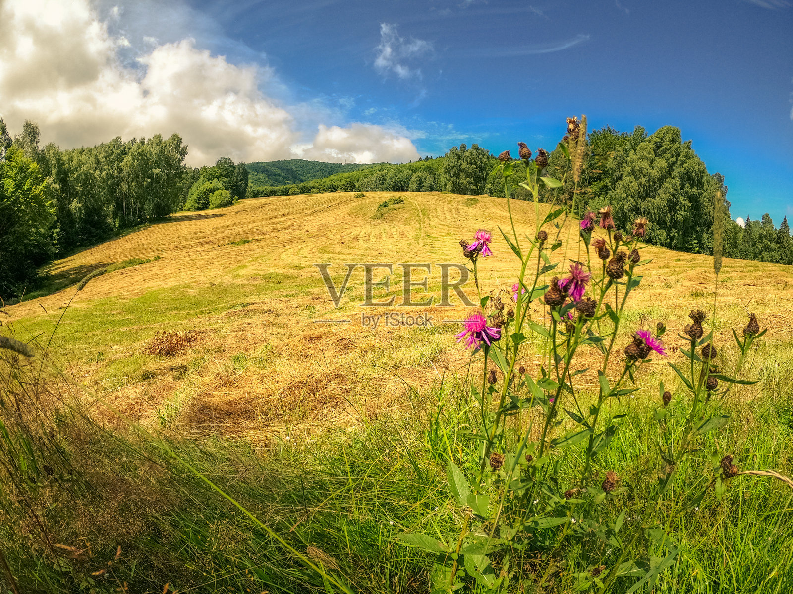 波兰贝斯基德山脉,阳光明媚的夏日,种植着干草和三叶草花的耕地照片摄影图片