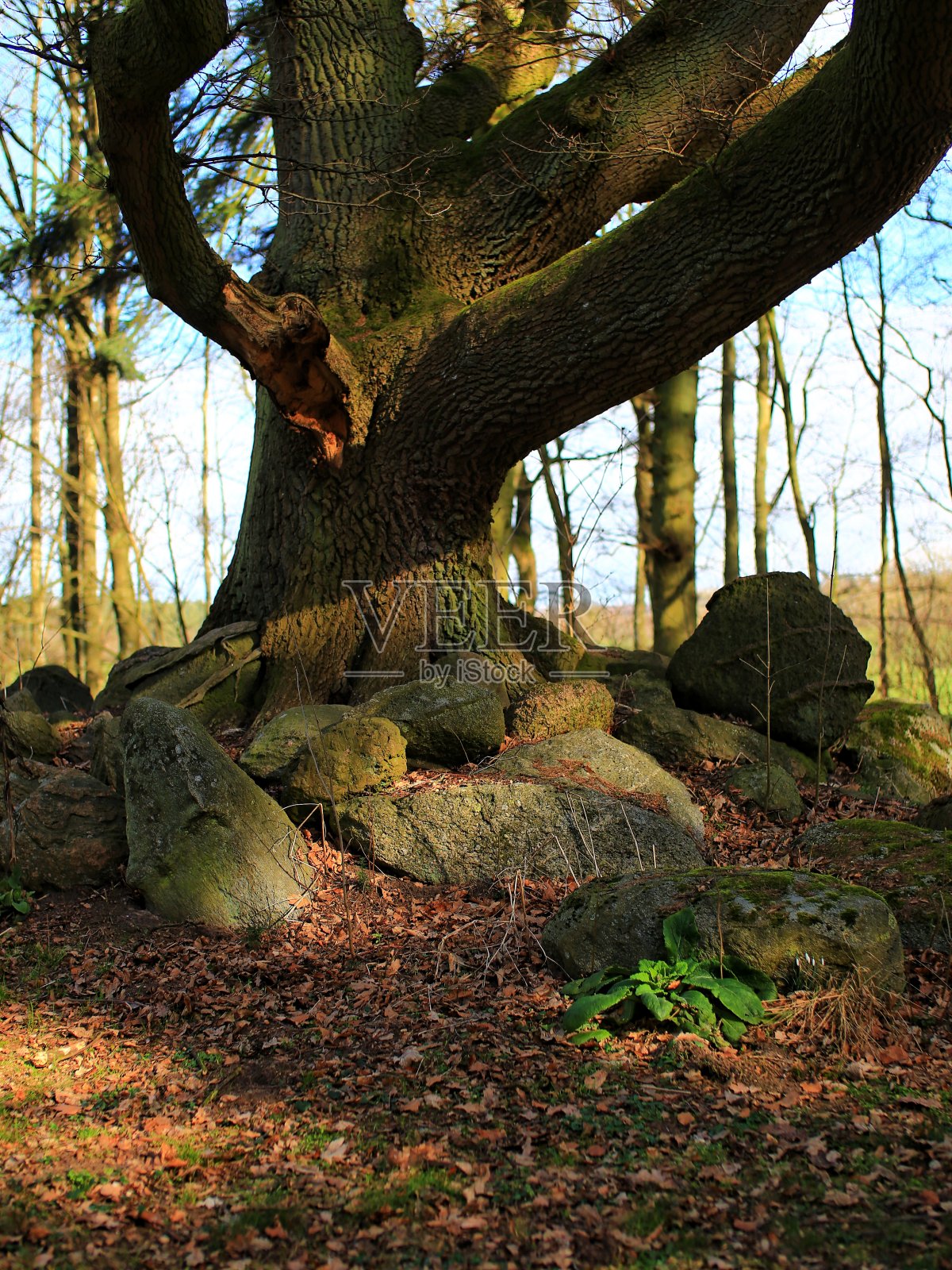 一棵大树下的一堆石头,阳光照在一棵新鲜的绿色植物上照片摄影图片