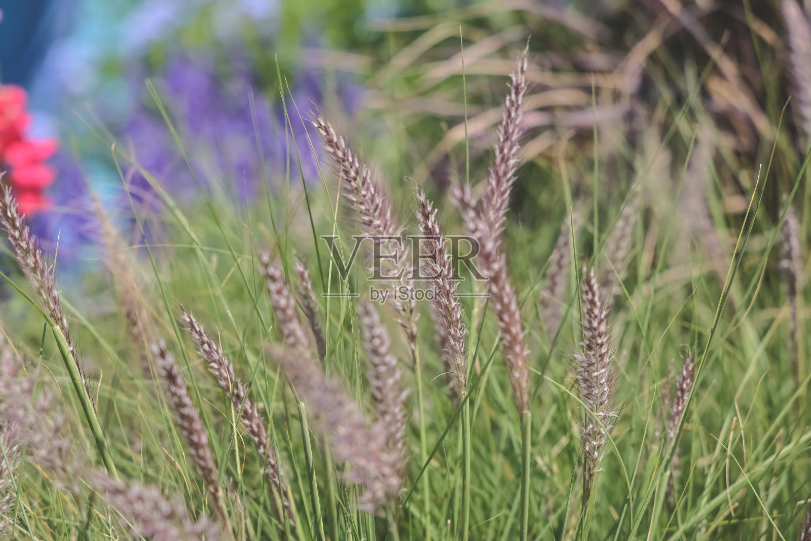 狼尾草,矮泉草,观赏草照片摄影图片