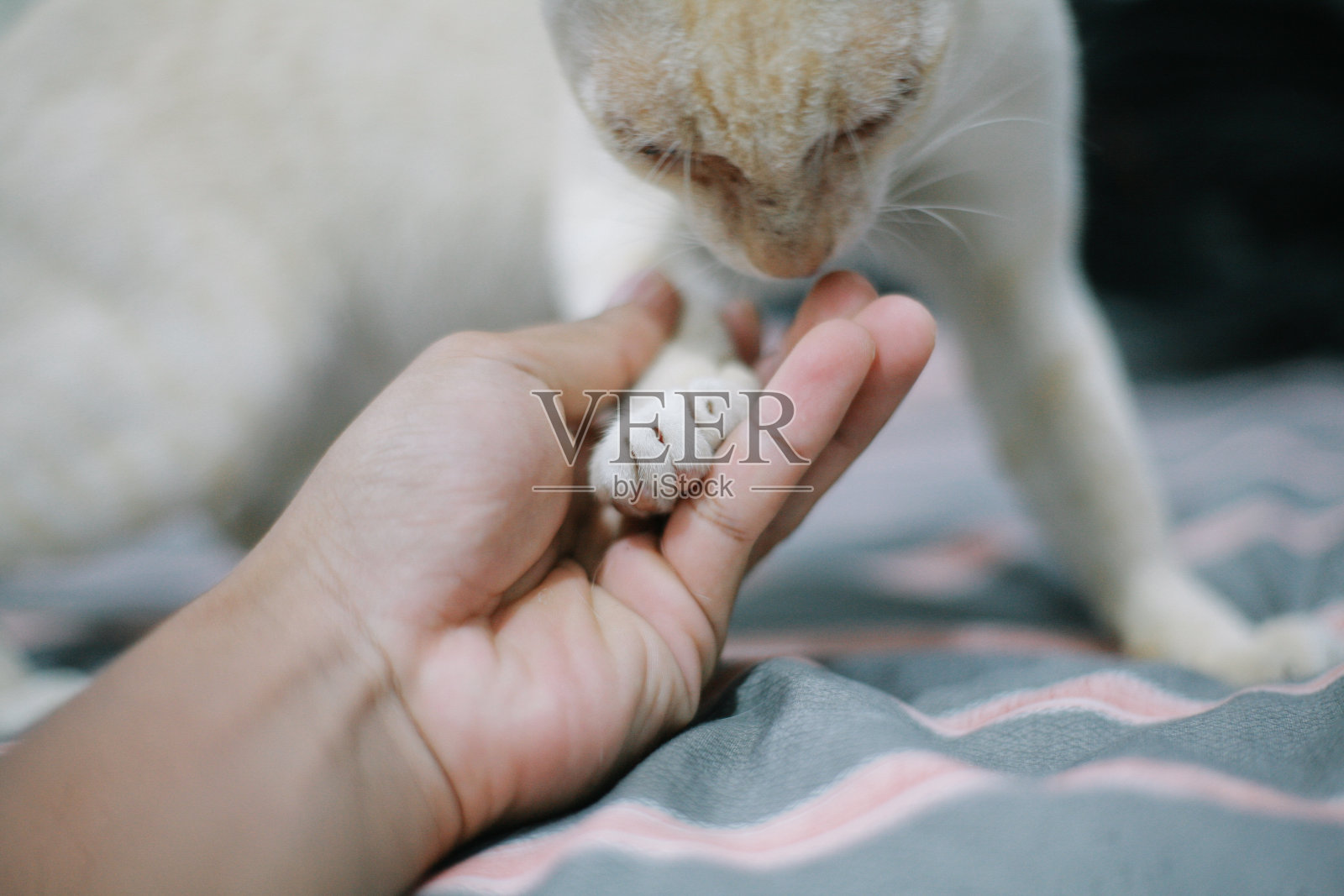 男人和猫玩耍照片摄影图片