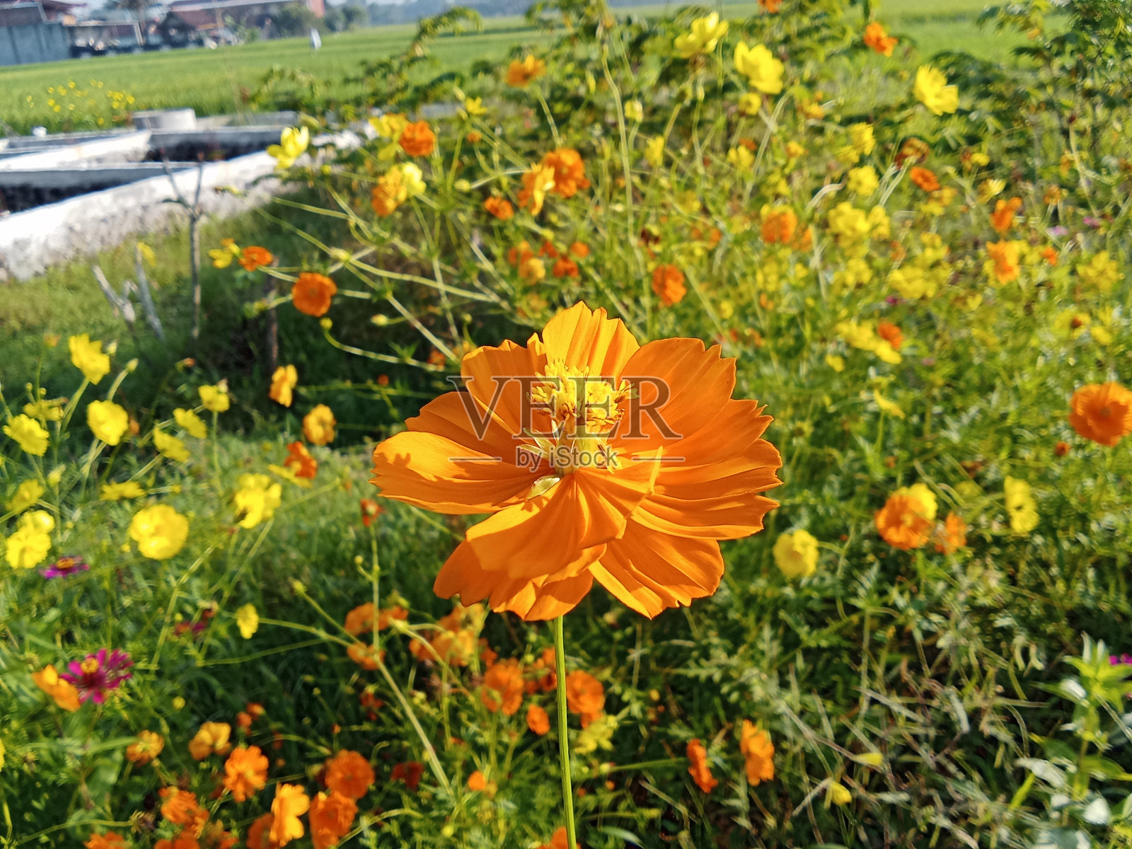 桔黄色宇宙花照片摄影图片