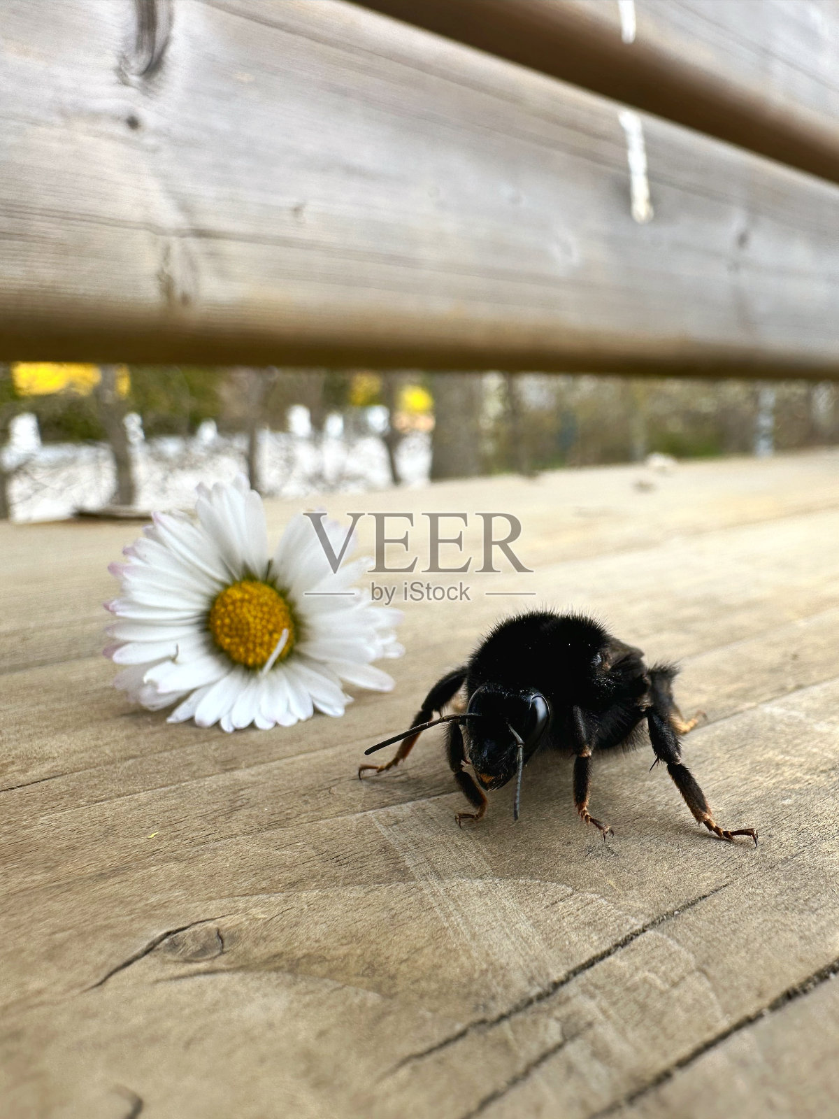 近距离观看红尾大黄蜂女王在木头表面上爬行。照片摄影图片