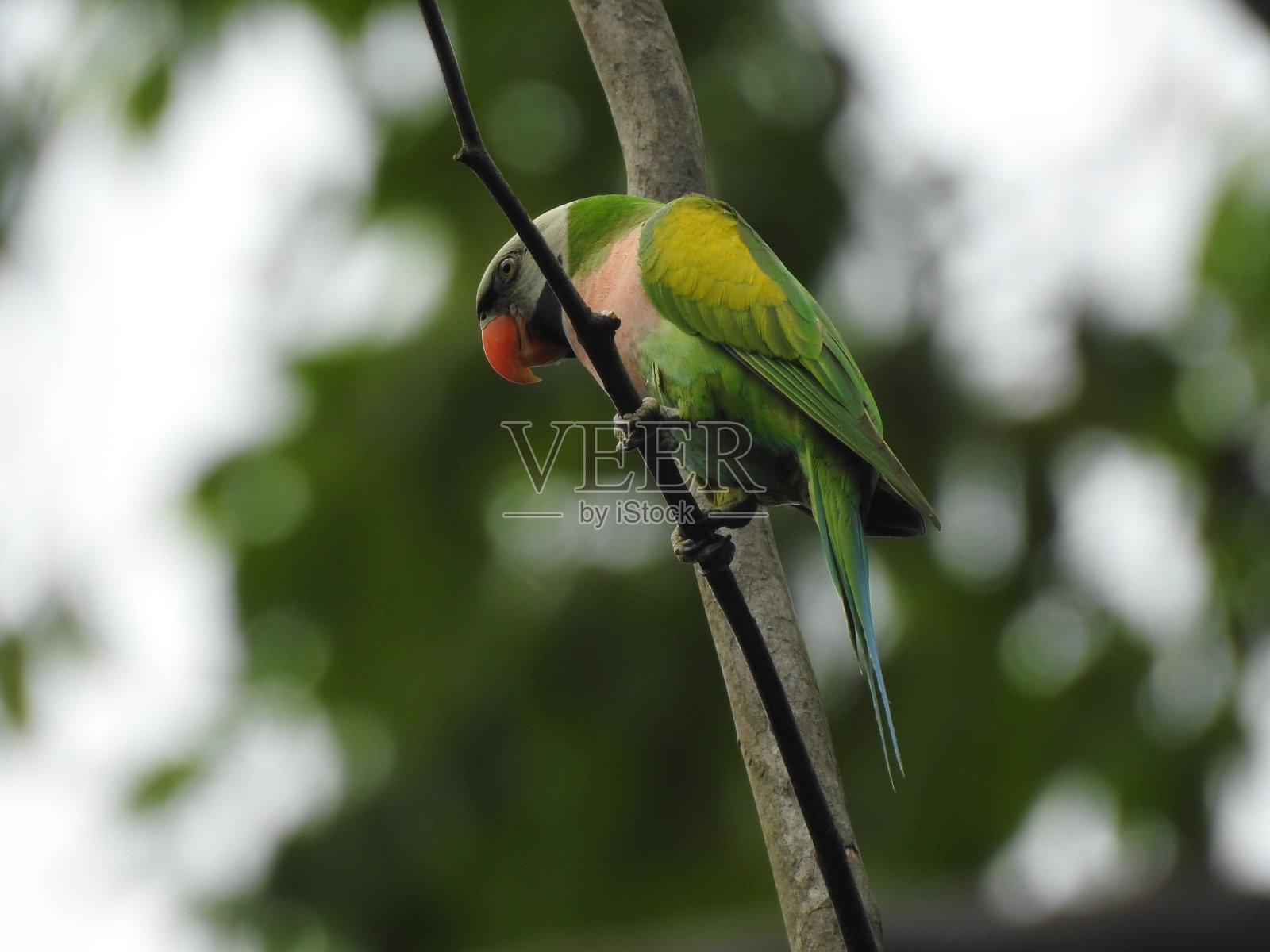 red-breasted长尾小鹦鹉照片摄影图片