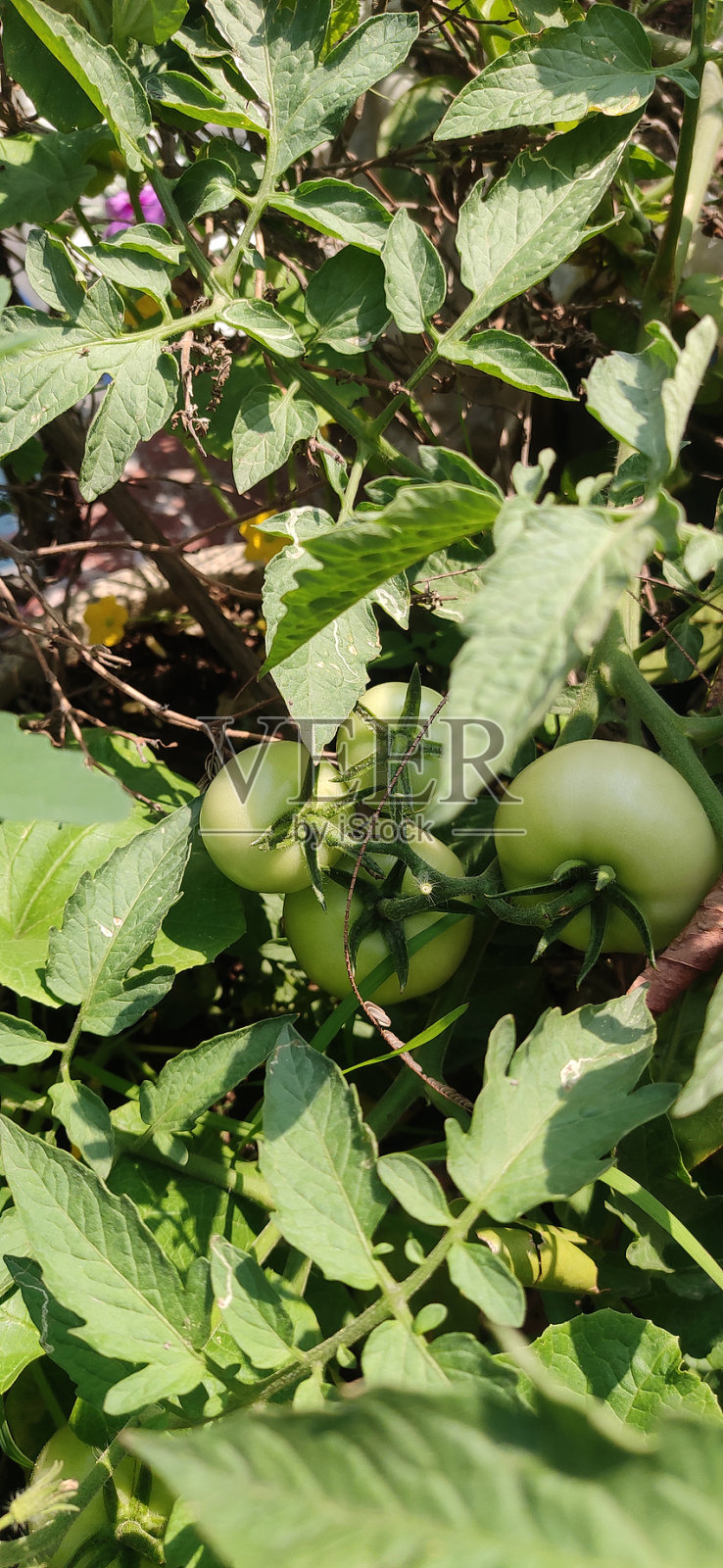 西红柿照片摄影图片