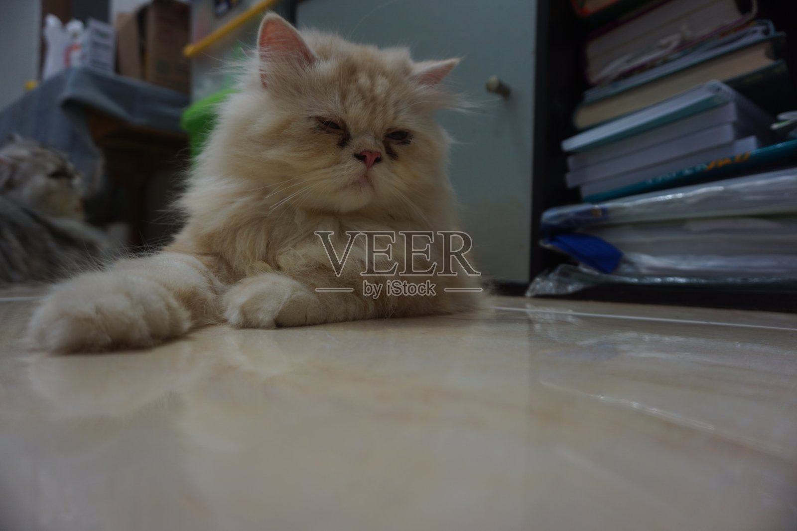 猫猫猫照片摄影图片