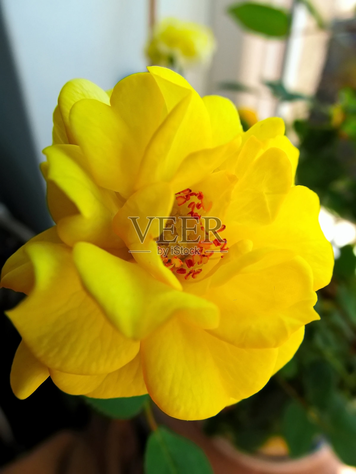 窗边的花照片摄影图片