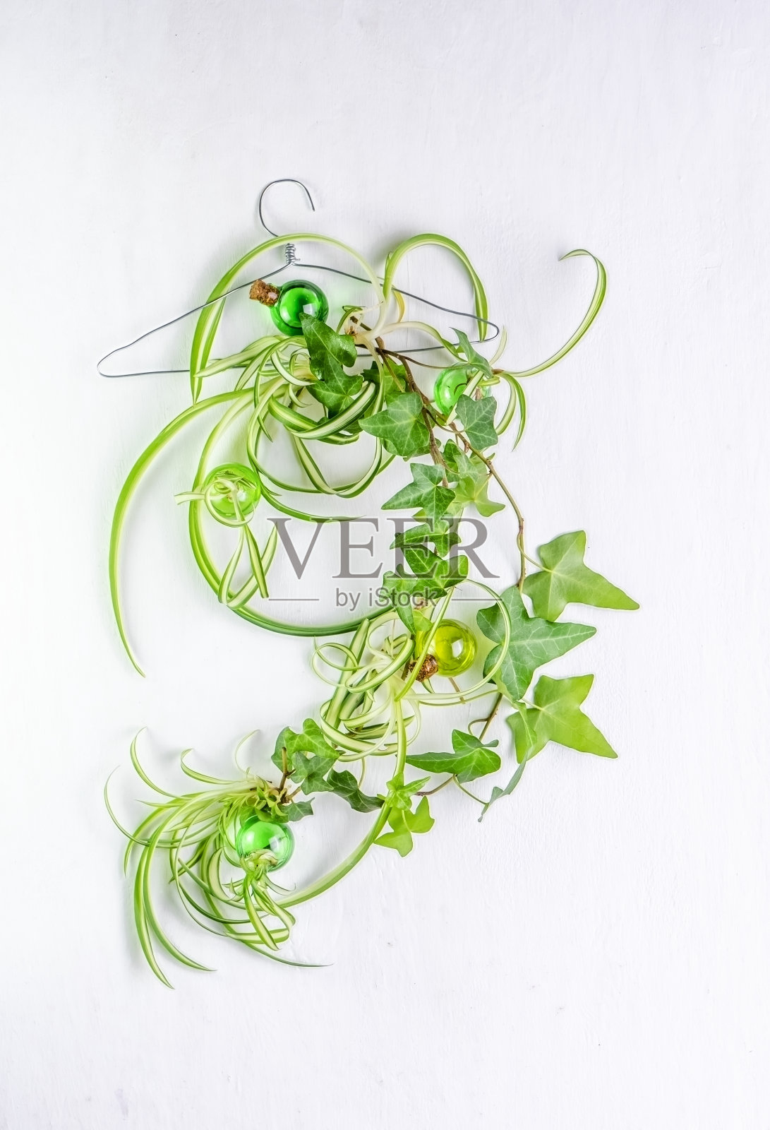 绿色植物油漆刷。常春藤和蜘蛛植物(吊兰)画白色背景。照片摄影图片