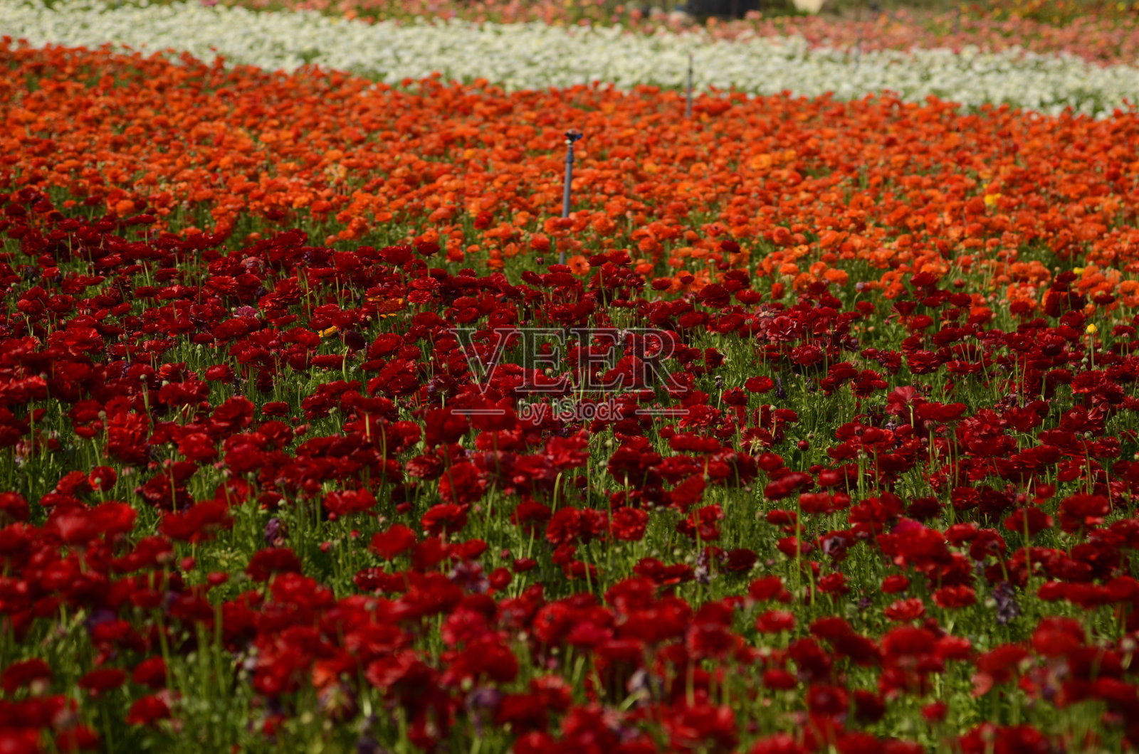 彩色毛茛花田照片摄影图片