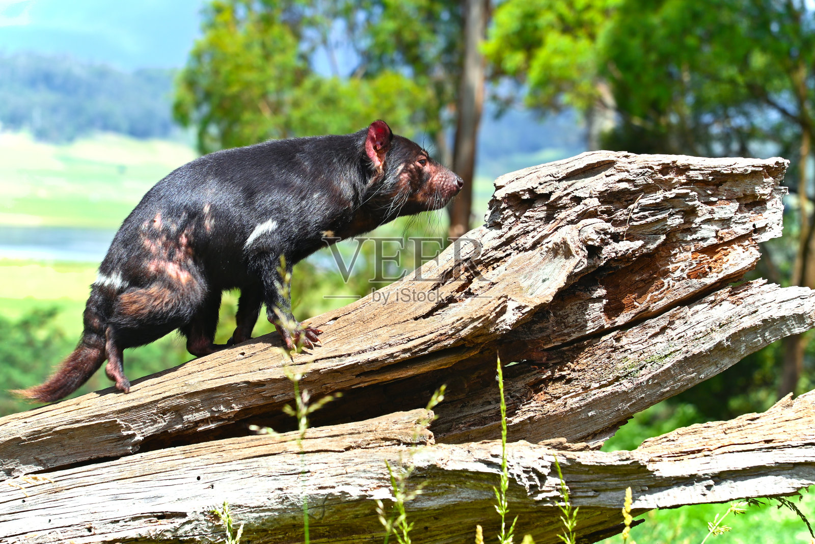 塔斯马尼亚魔鬼照片摄影图片