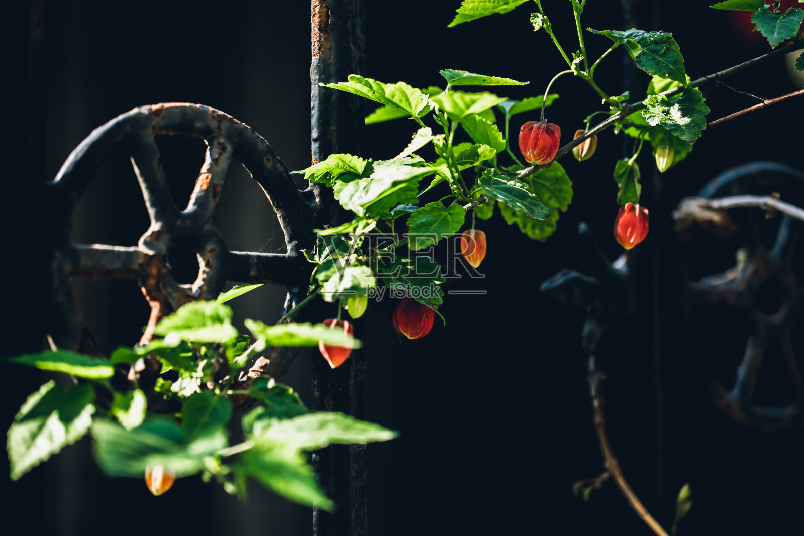 花在户外照片摄影图片