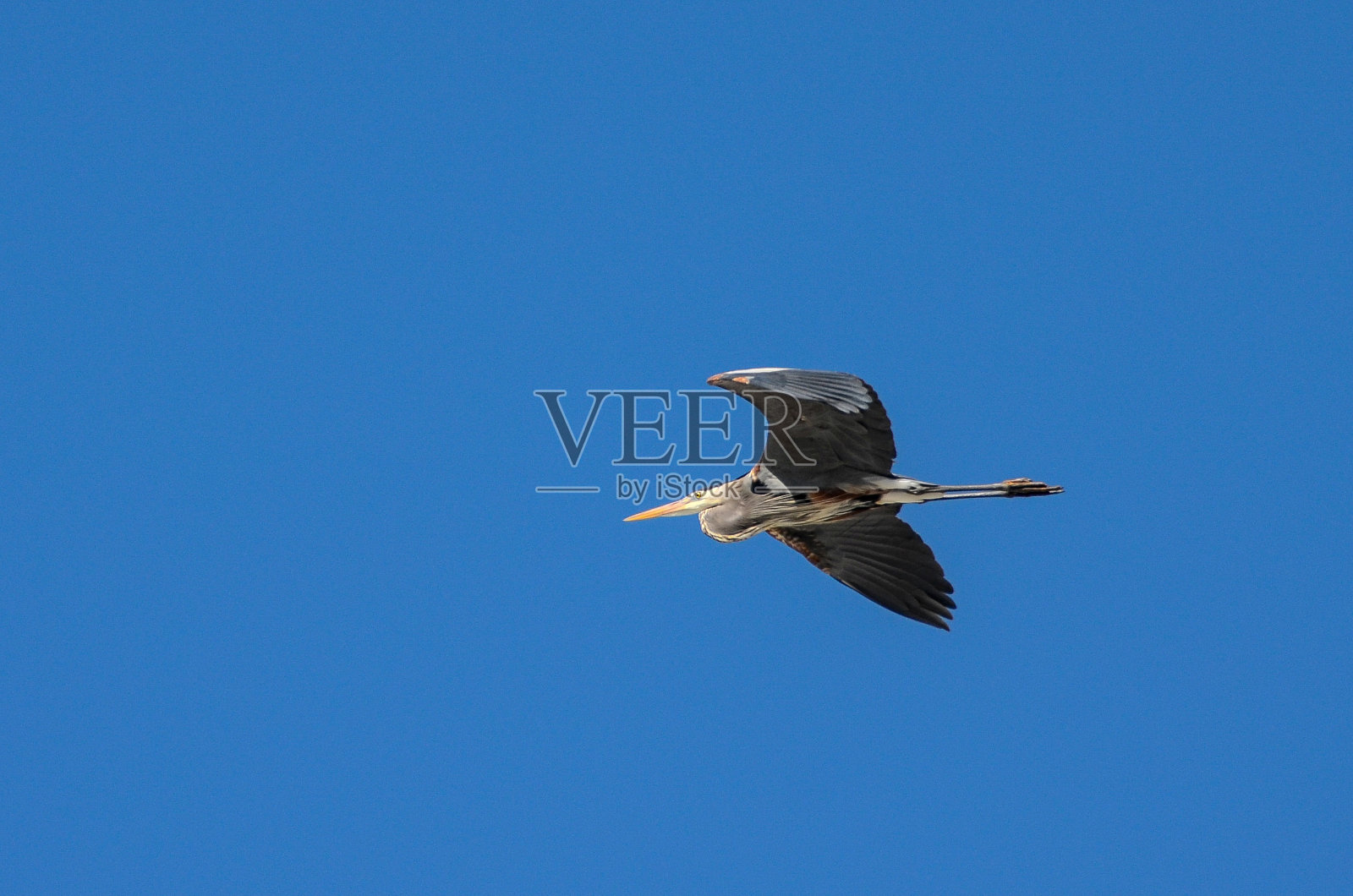 飞行中的大蓝鹭照片摄影图片