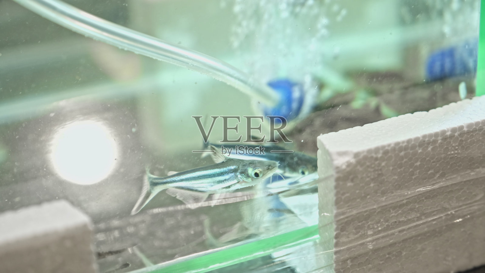 彩虹鲨鱼鲶鱼在玻璃水族馆在宠物店照片摄影图片