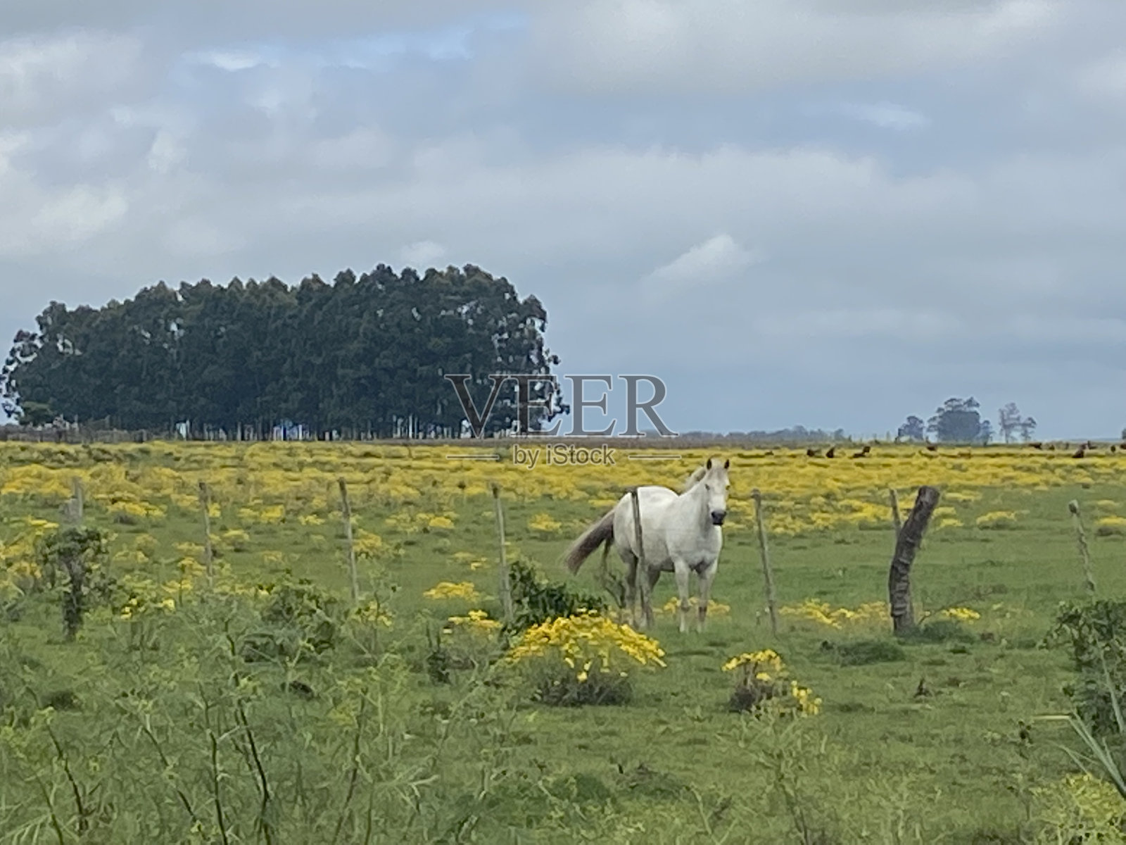 花照片摄影图片