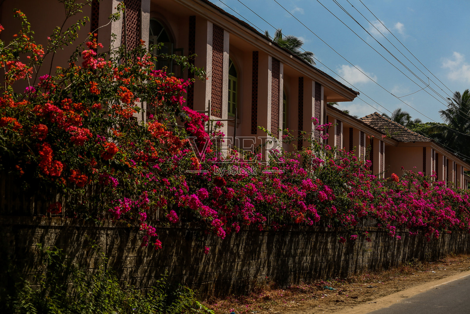 篱笆上有红花照片摄影图片