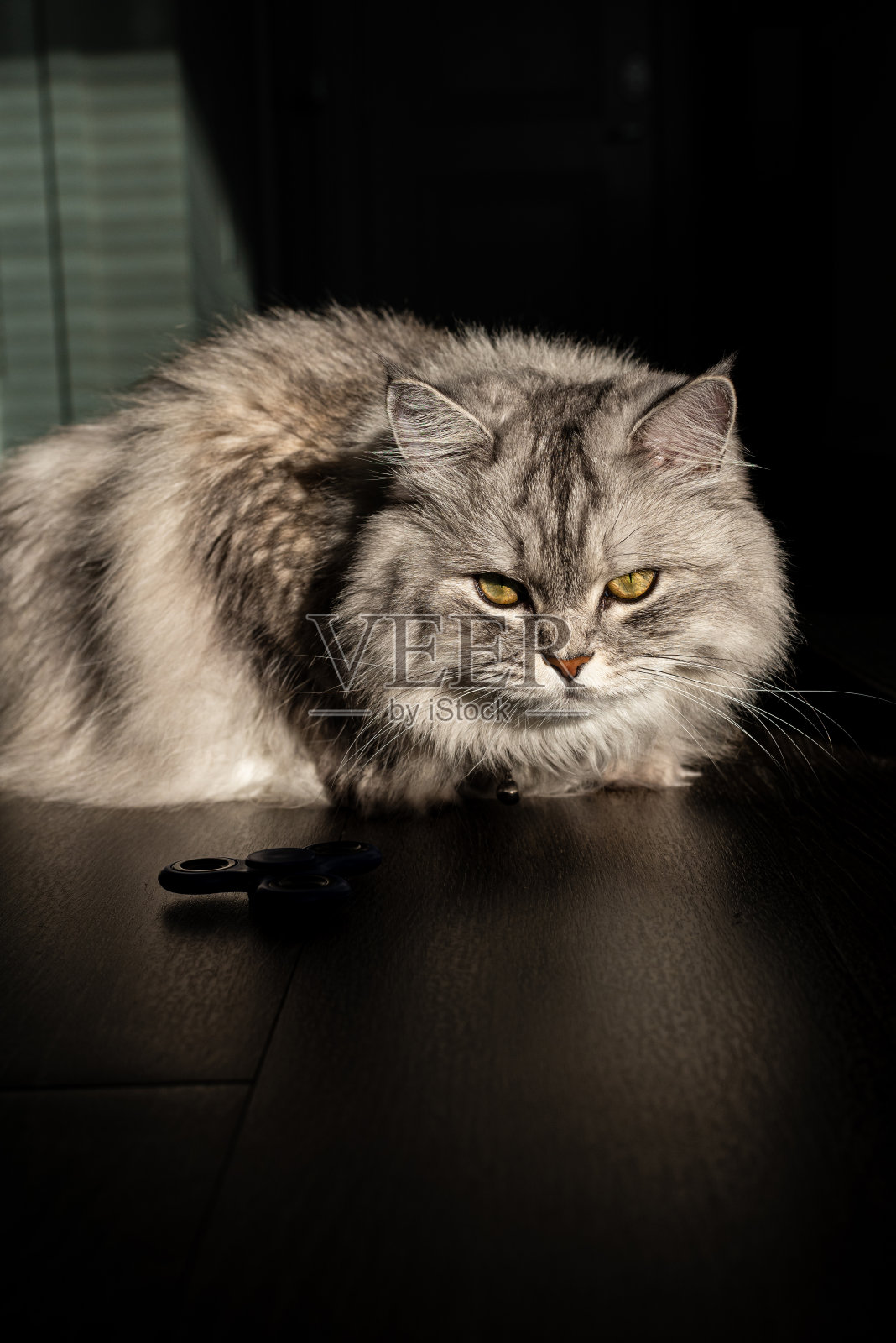 一只懒洋洋的毛茸茸的灰猫坐在木地板上玩玩具。顽皮的猫。光和影在舒适的家。毛茸茸的宠物在强烈的阳光下。照片摄影图片