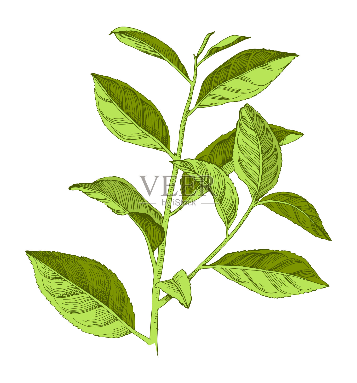 手绘茶树枝干插画图片素材
