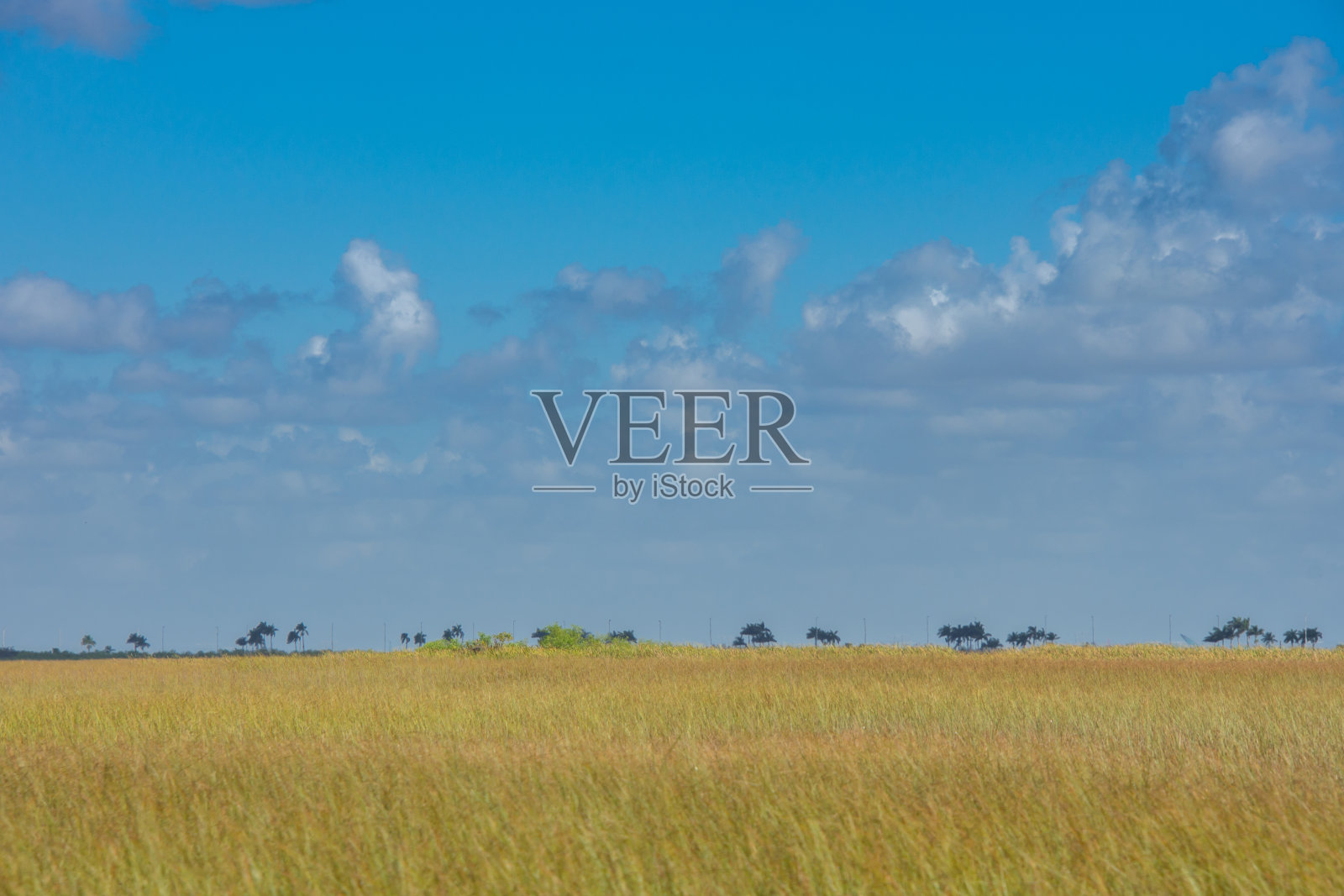 Everglades公园的一部分照片摄影图片