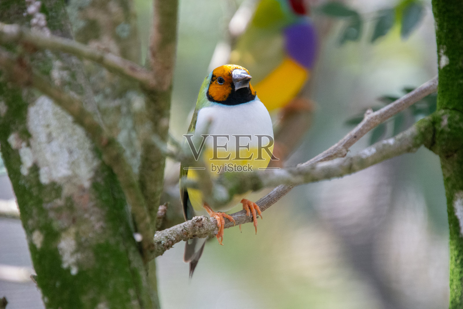 可爱的彩色小鸟栖息照片摄影图片