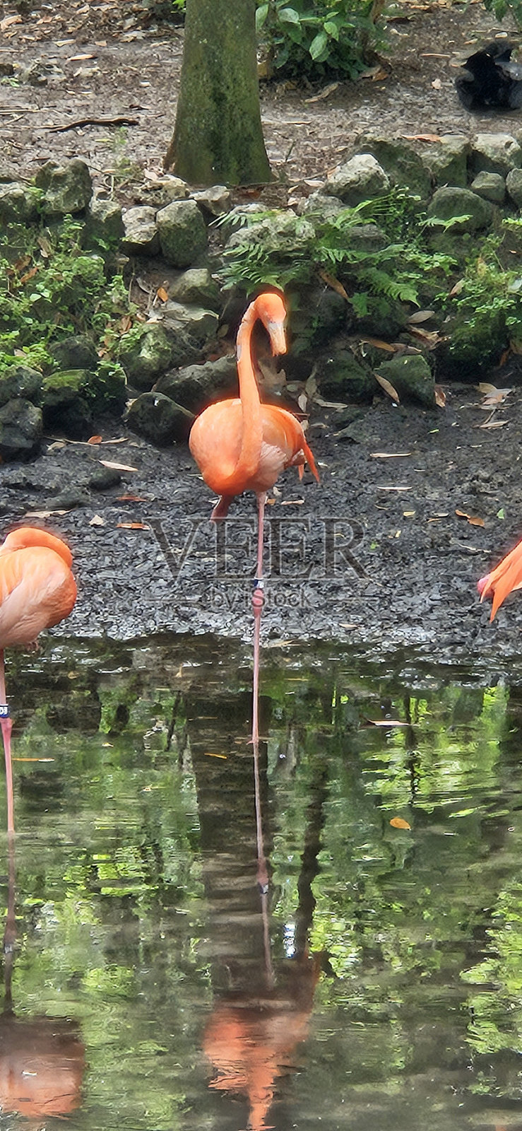 水中的火烈鸟照片摄影图片