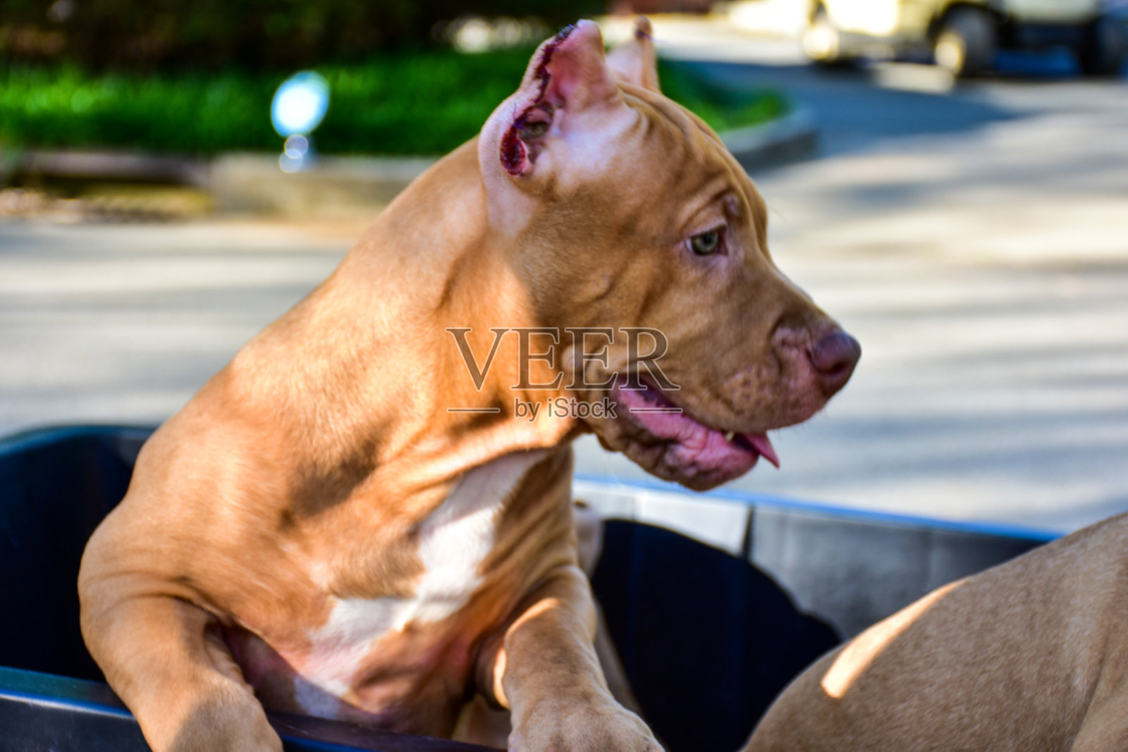 琵蒂小狗照片摄影图片