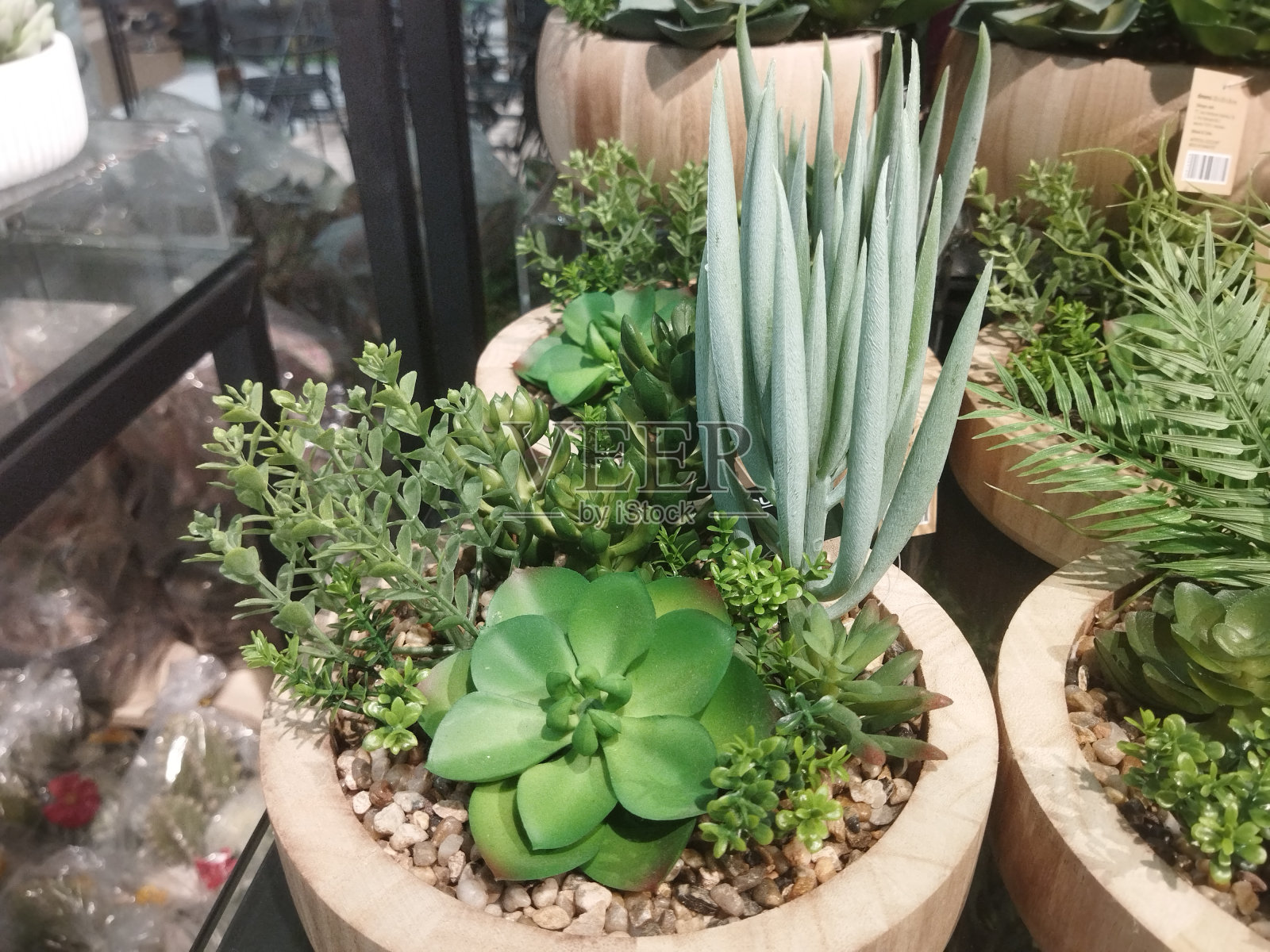 假的仙人掌照片摄影图片