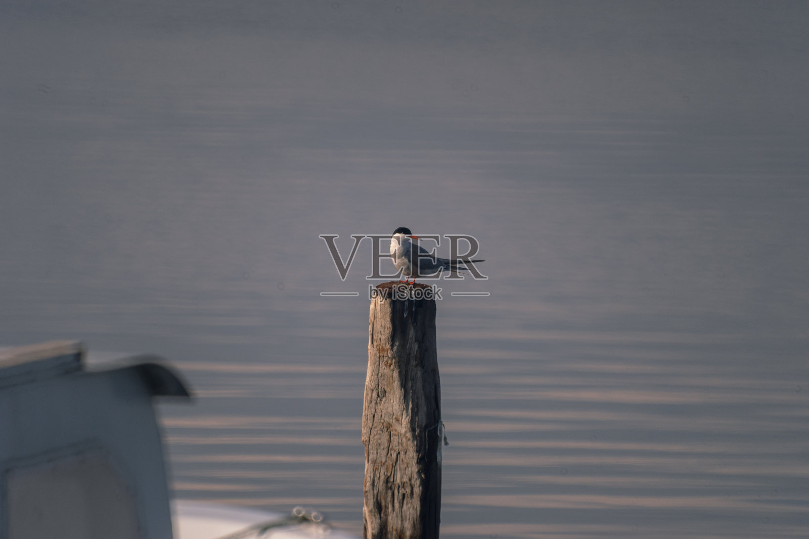 一只燕鸥栖息在树干上照片摄影图片