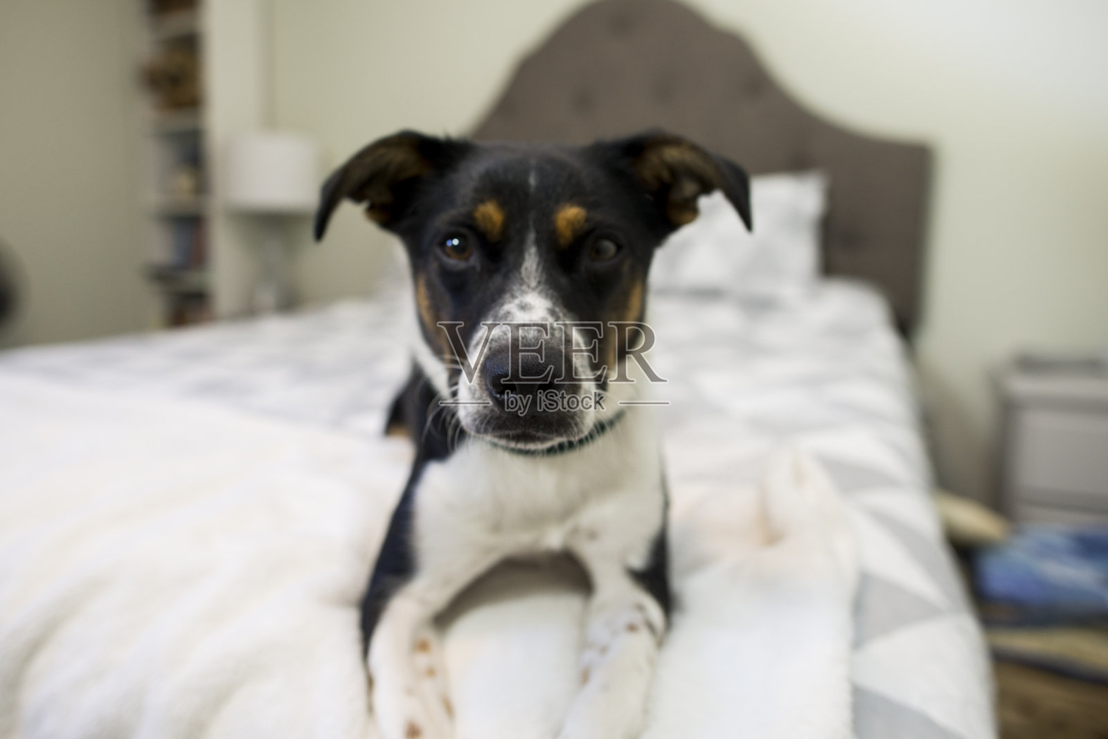 一只可爱的狗的肖像照片摄影图片