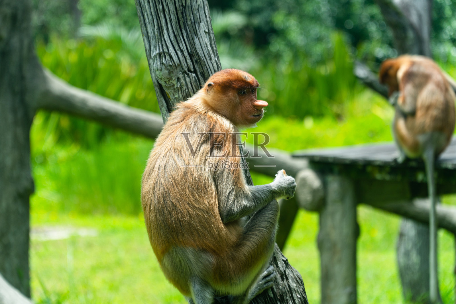 婆罗洲的长鼻猴。马来西亚。照片摄影图片