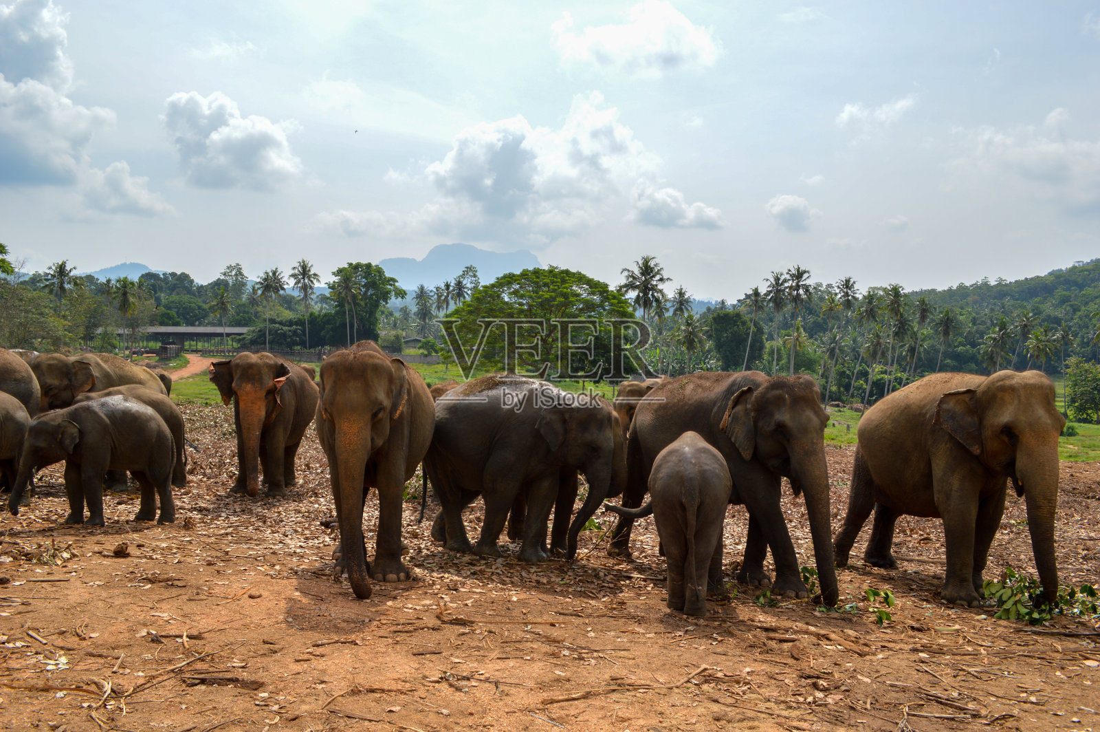 一群大象照片摄影图片