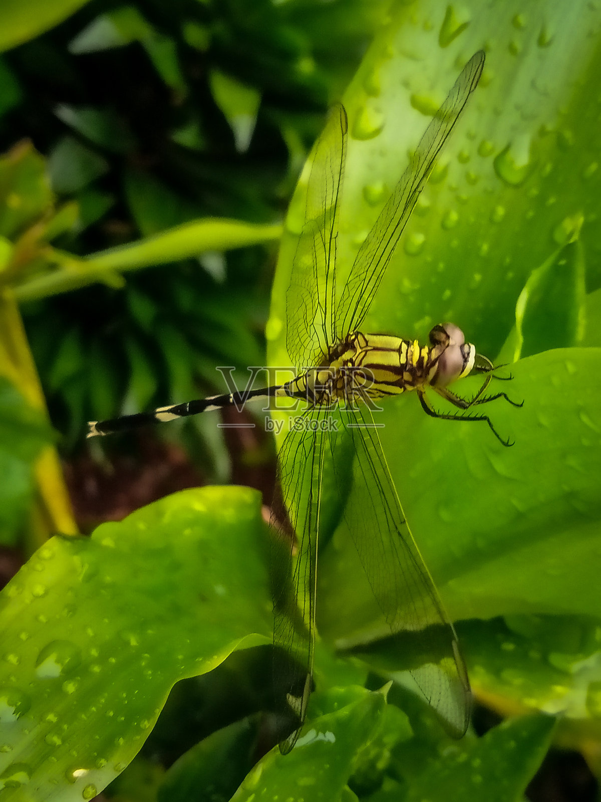 蜻蜓栖息在一片绿叶上照片摄影图片