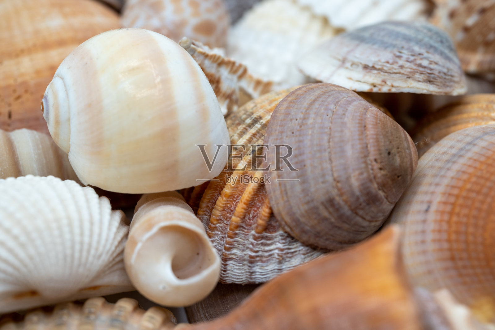 夏天的贝壳照片摄影图片