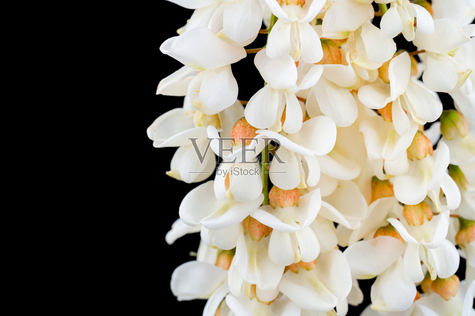 白色背景上盛开的假金合欢枝。盛开的金合欢树。刺槐枝、刺槐枝、假刺槐枝。照片摄影图片