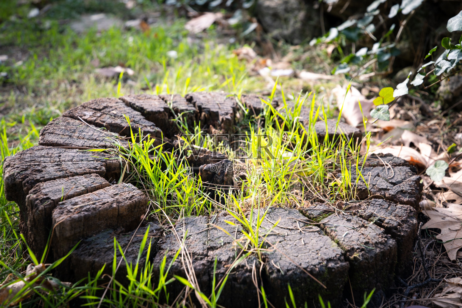 出生,死亡和重生。照片摄影图片
