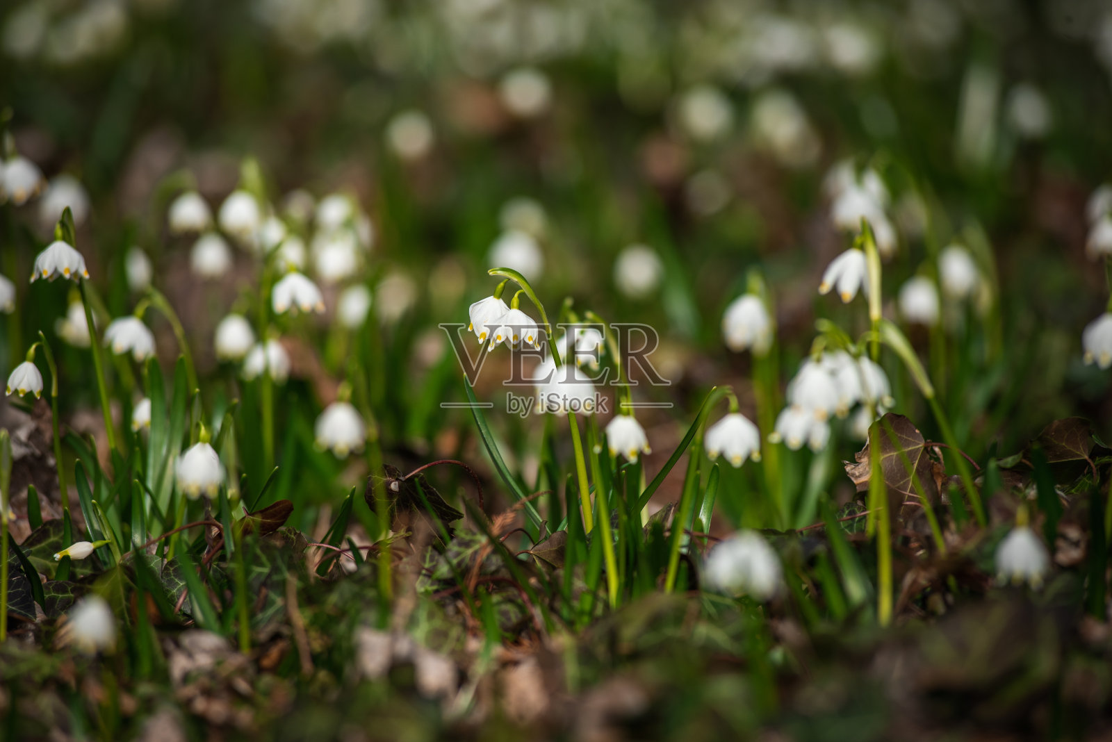 雪花莲在干燥的树叶背景照片摄影图片