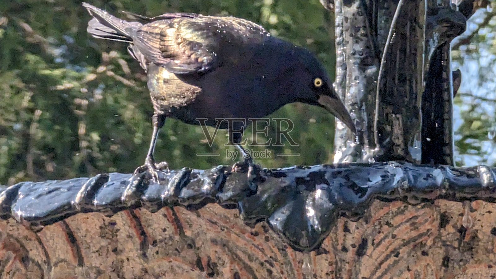 野生动物照片摄影图片
