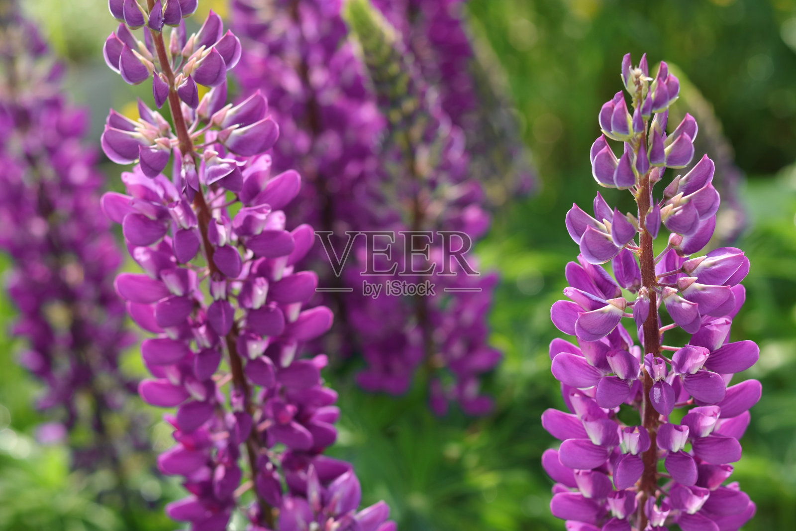 紫色的罗苹花在田野里盛开。一束羽扇豆夏日花背景。紫罗兰春夏花。粉红色花羽扇花,绿色背景。Lupinus。蝶形花科的家庭。盛开的狼照片摄影图片