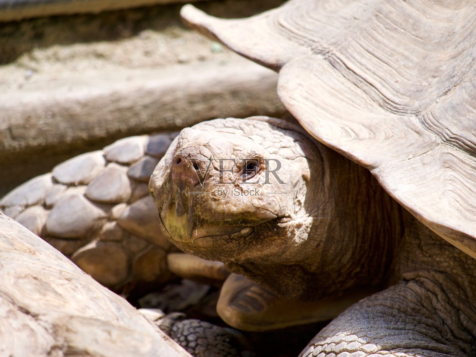 乌龟特写镜头照片摄影图片